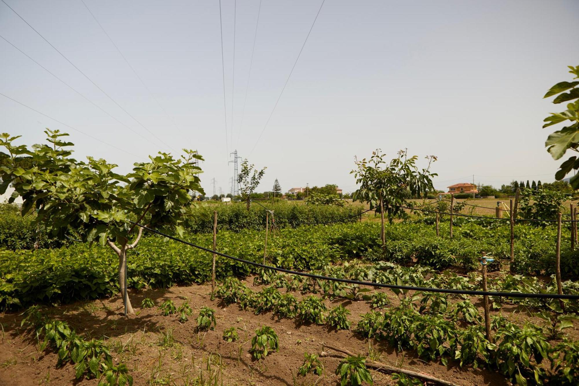 Vila Il Vecchio Frantoio Stella Cilento Exteriér fotografie