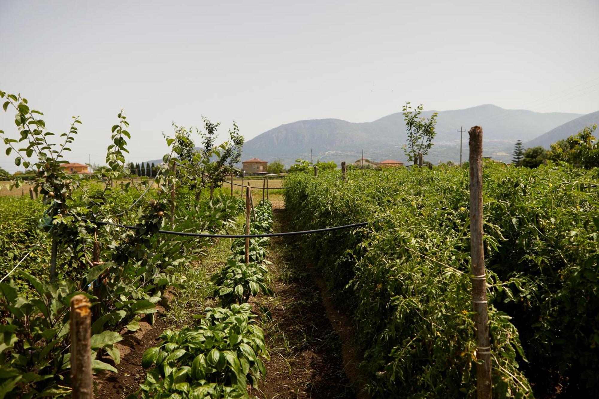 Vila Il Vecchio Frantoio Stella Cilento Exteriér fotografie