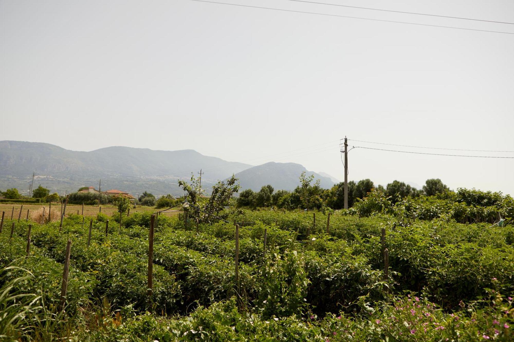 Vila Il Vecchio Frantoio Stella Cilento Exteriér fotografie